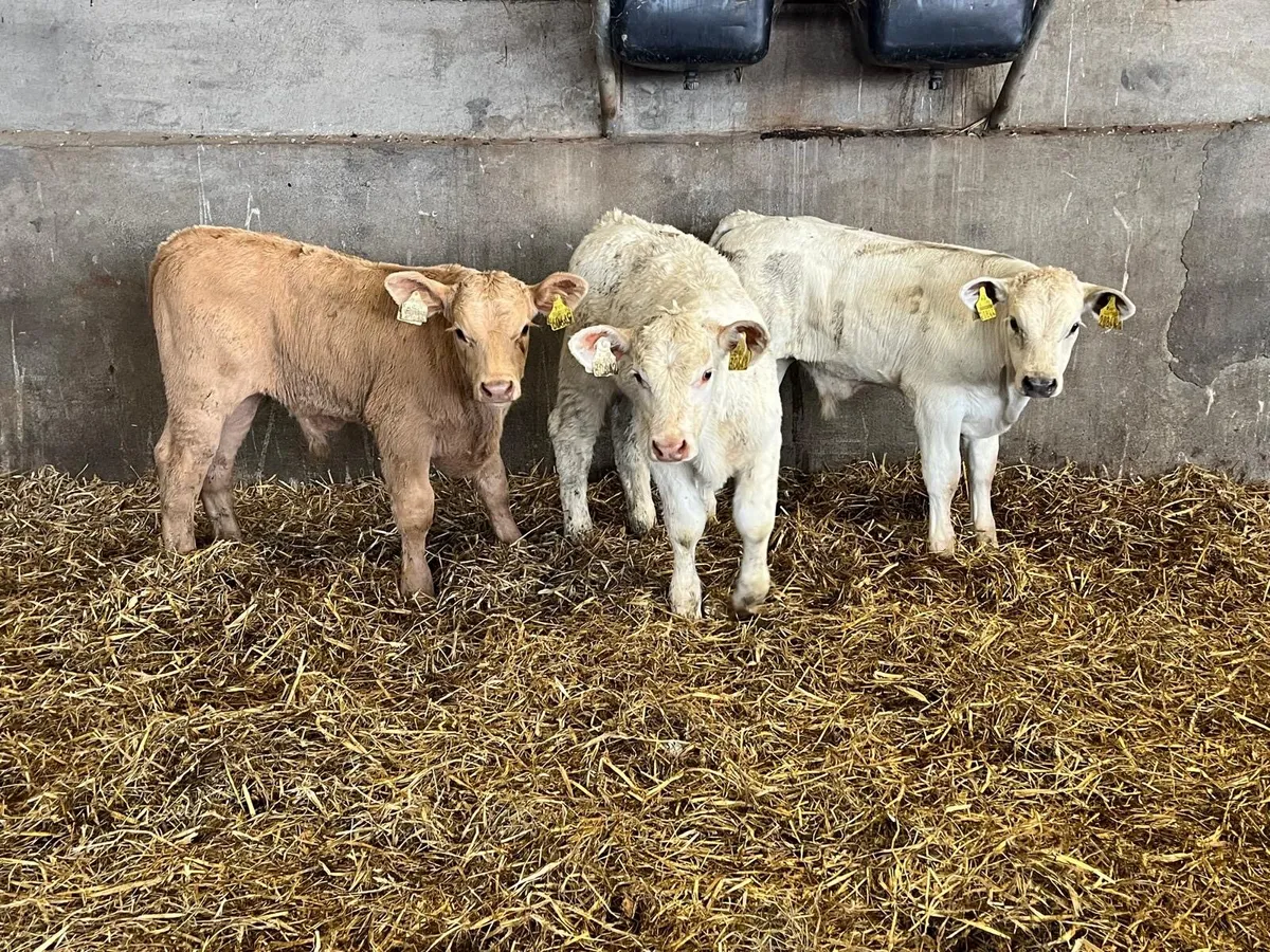 3 super  suckler  bred charlaois bulls - Image 1