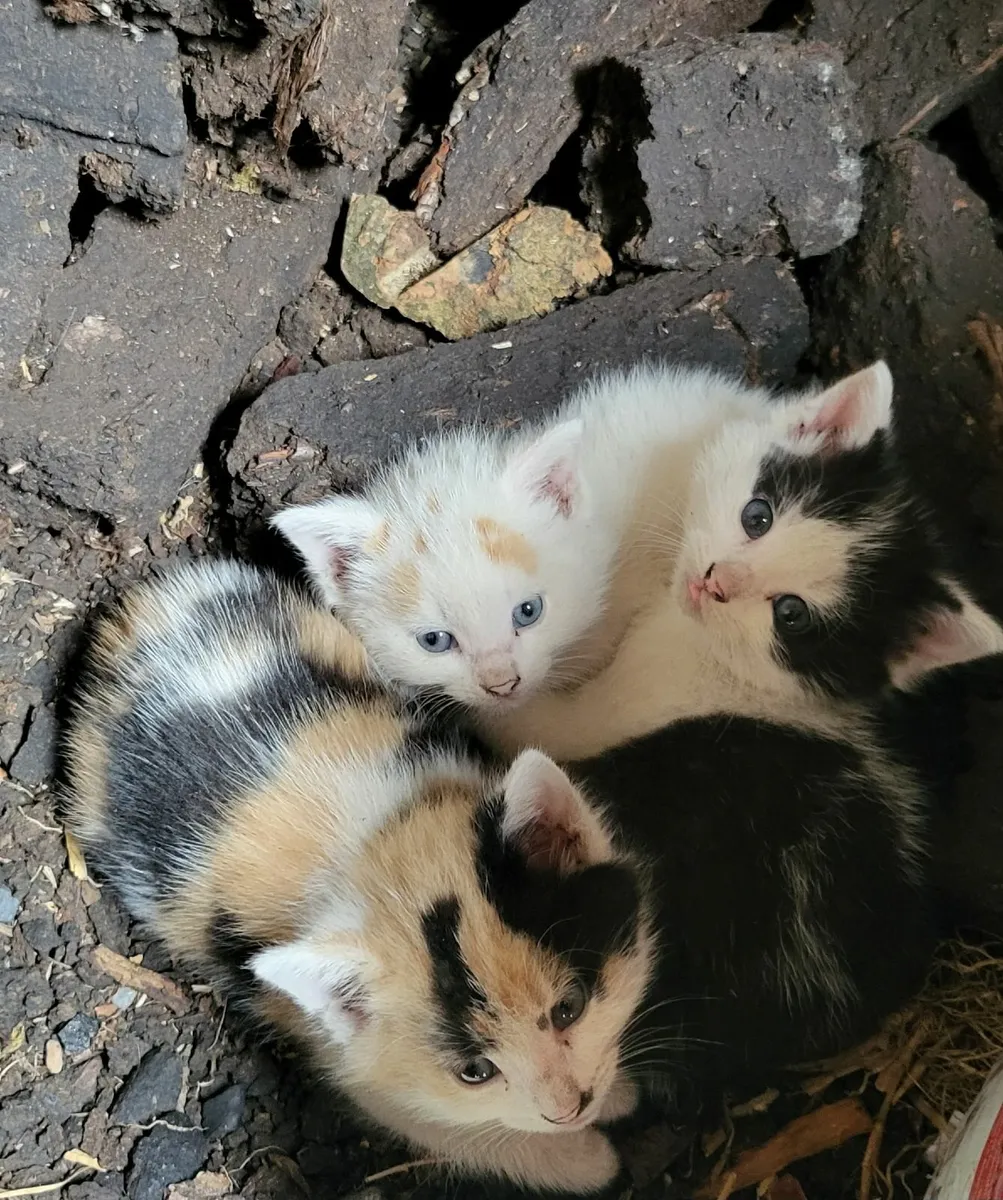 Kittens