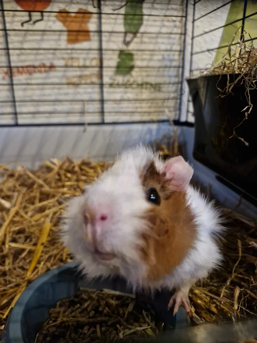 Guinea pig - Image 1
