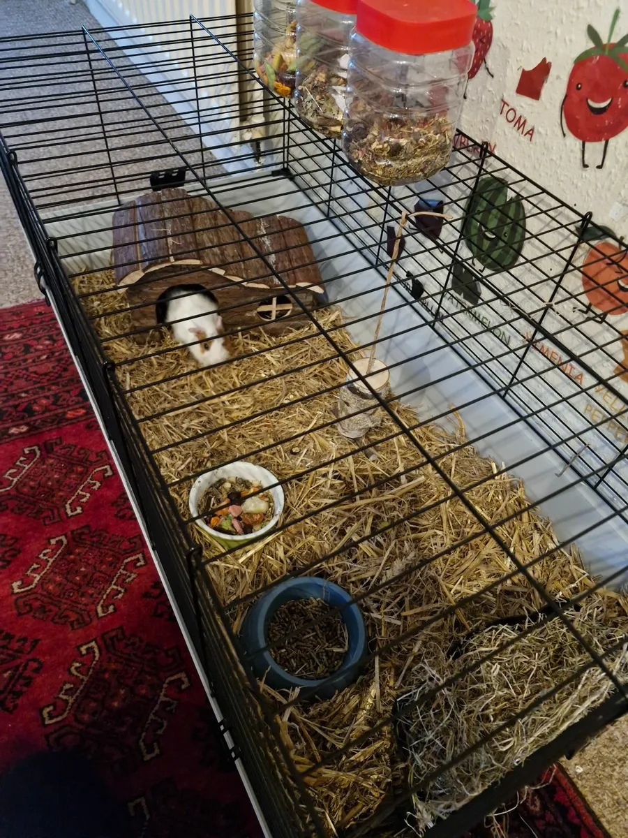 Guinea pig - Image 3
