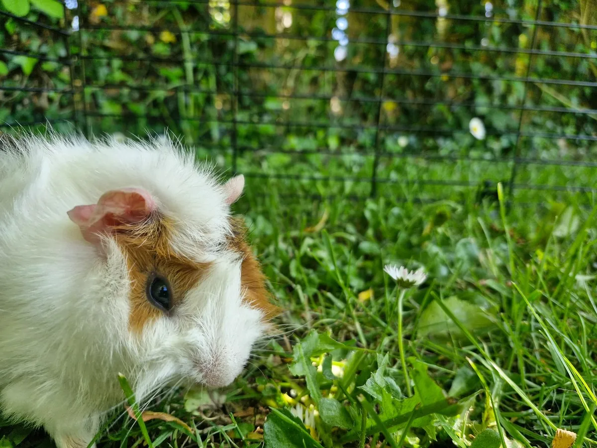 Guinea pig - Image 4