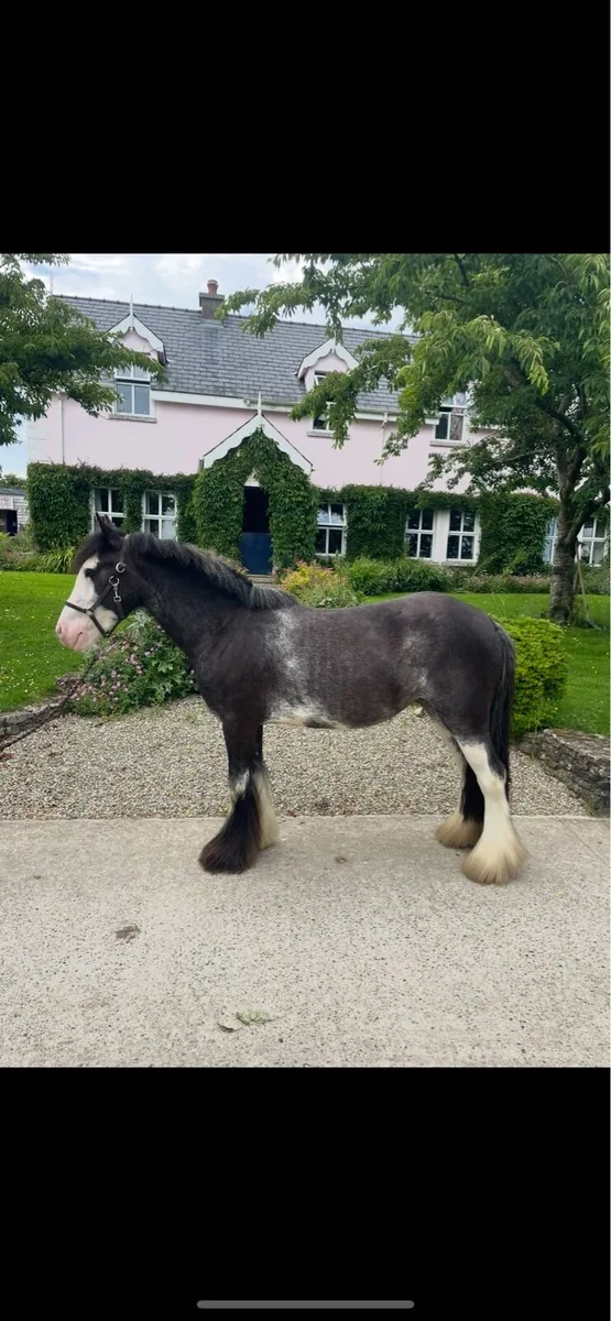 Cob (lot 65 goresbridge Tuesday 1st) - Image 2