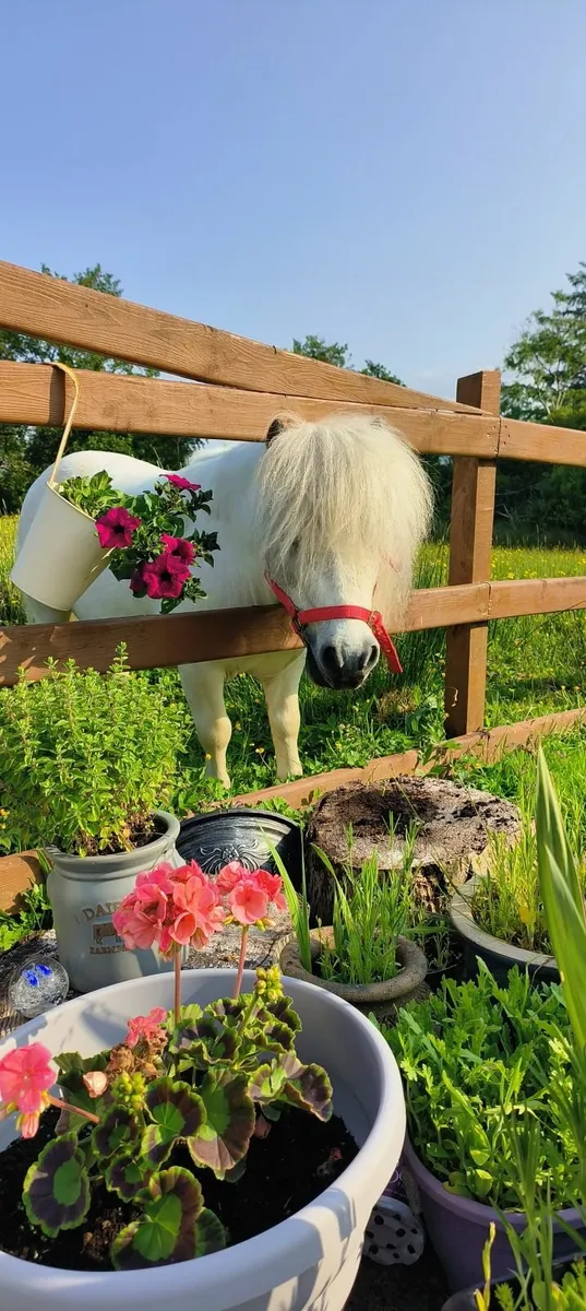 Shetland pony - Image 1