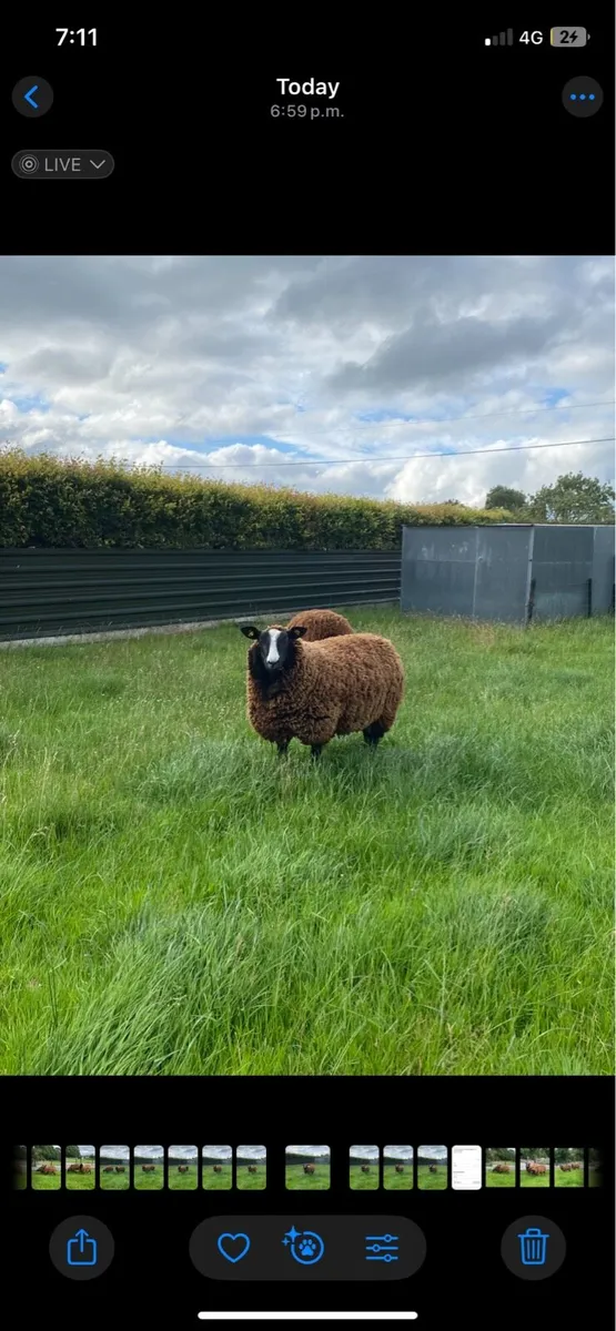 Purebred registered Zwartble - Image 1