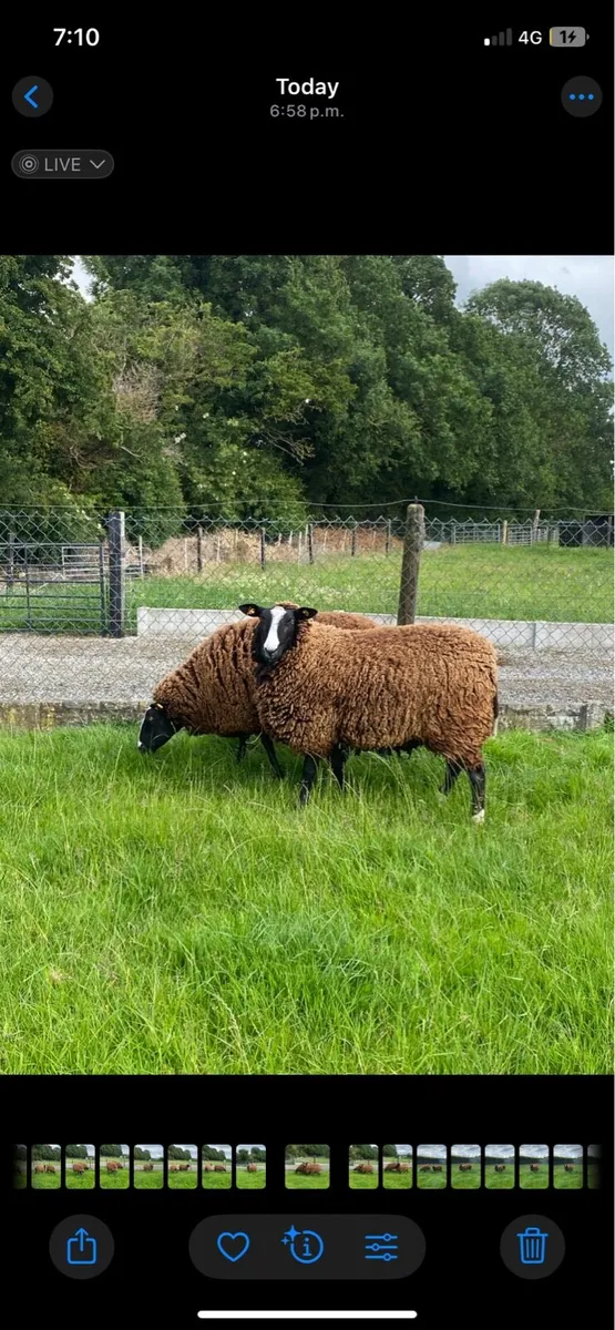 Purebred registered Zwartble - Image 2