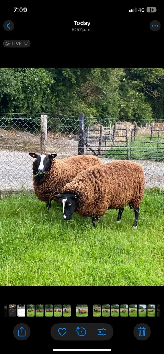 Purebred registered Zwartble - Image 3