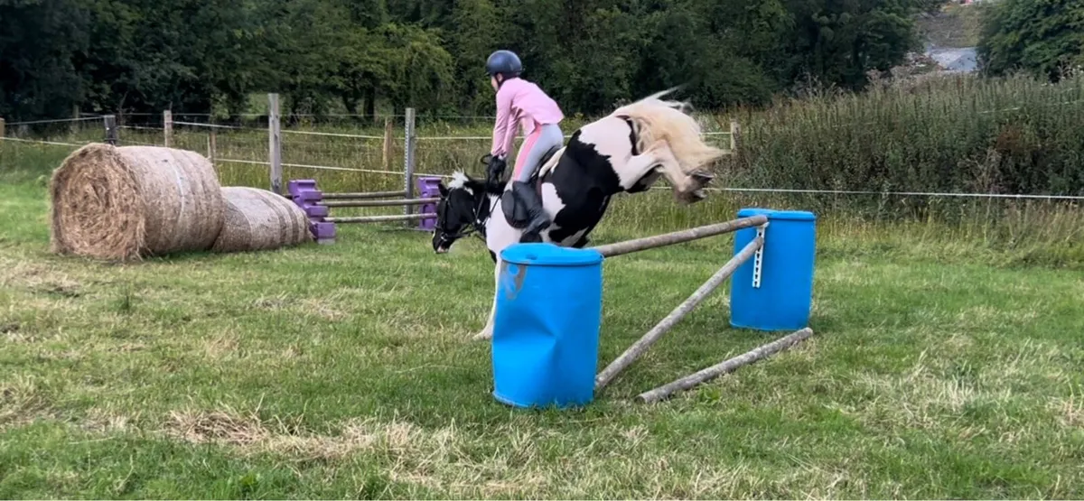 Super 12hh  5 year old kids pony - Image 2