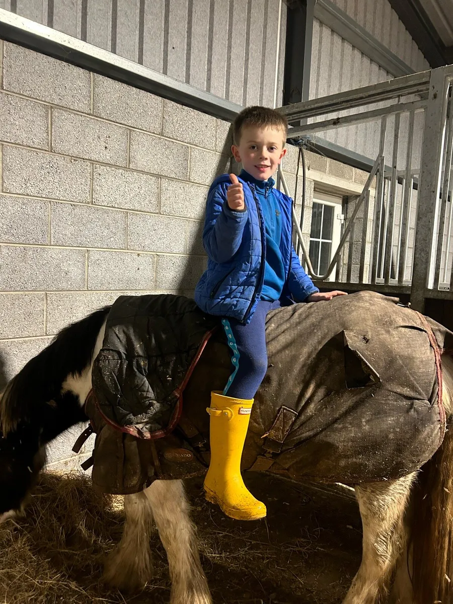 Super 12hh  5 year old kids pony - Image 4