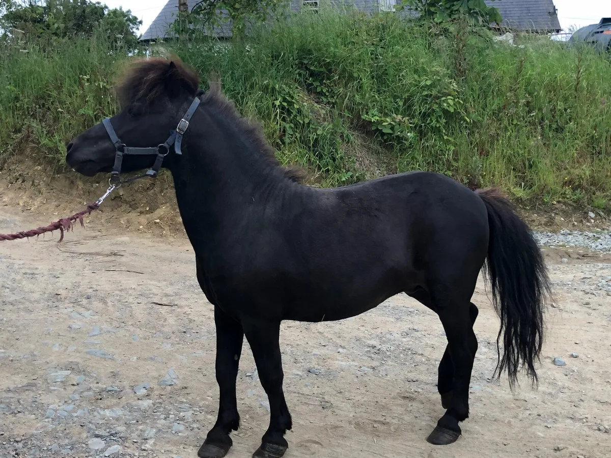 Teaser/ miniature stallion - Image 1