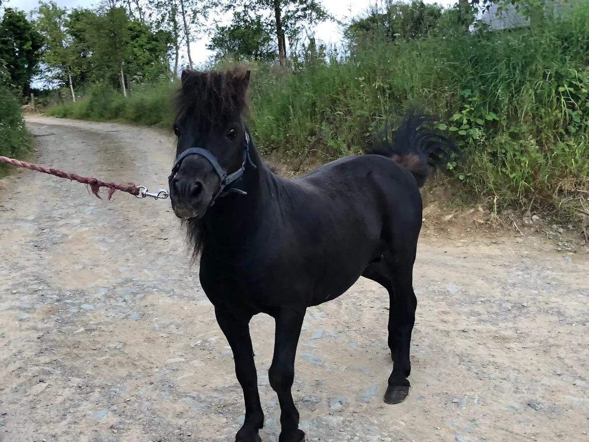 Teaser/ miniature stallion - Image 3