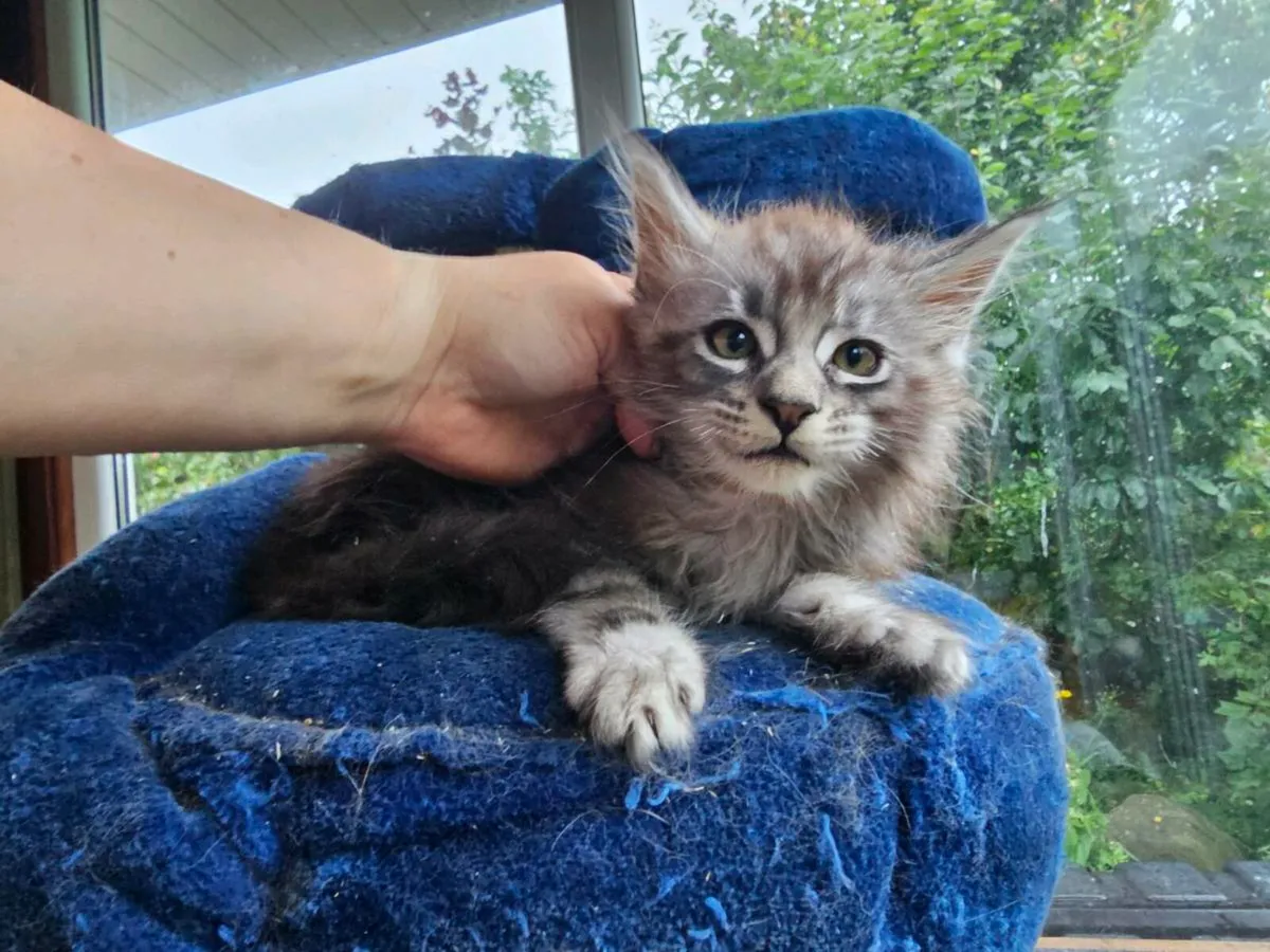 Maine Coon kittens pedigree and registered - Image 4