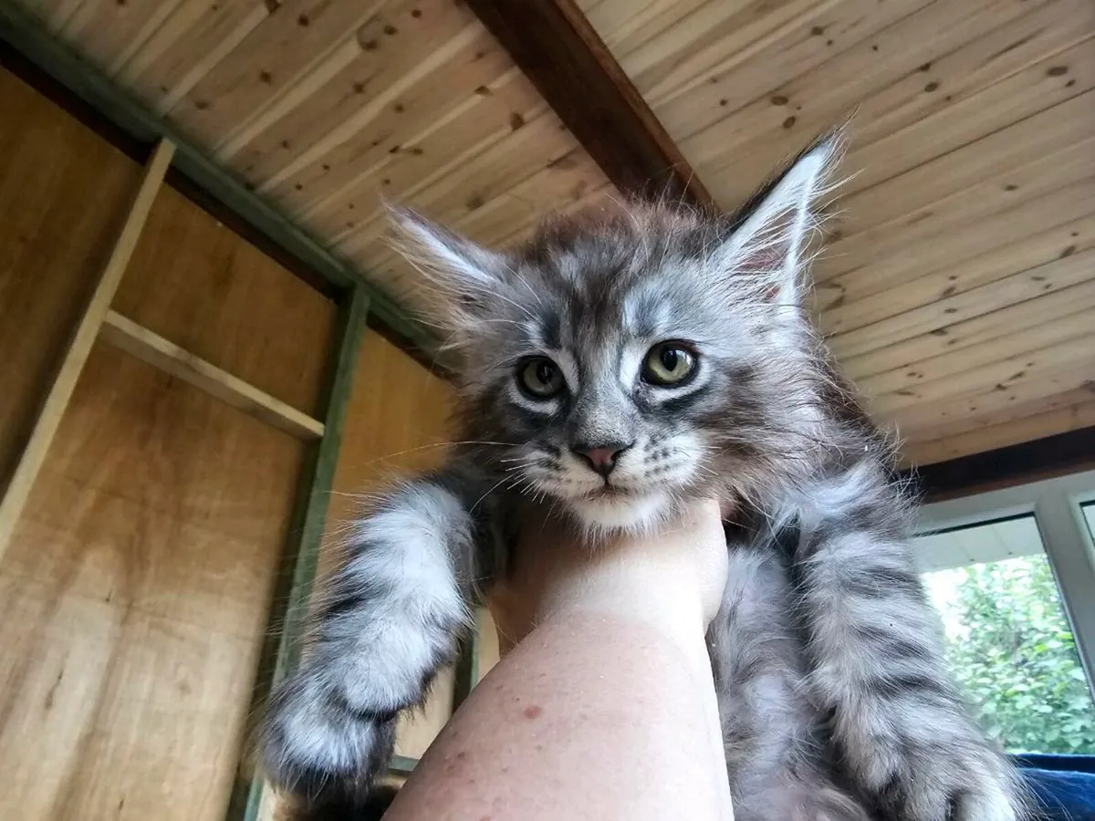 Maine Coon kittens pedigree and registered - Image 1