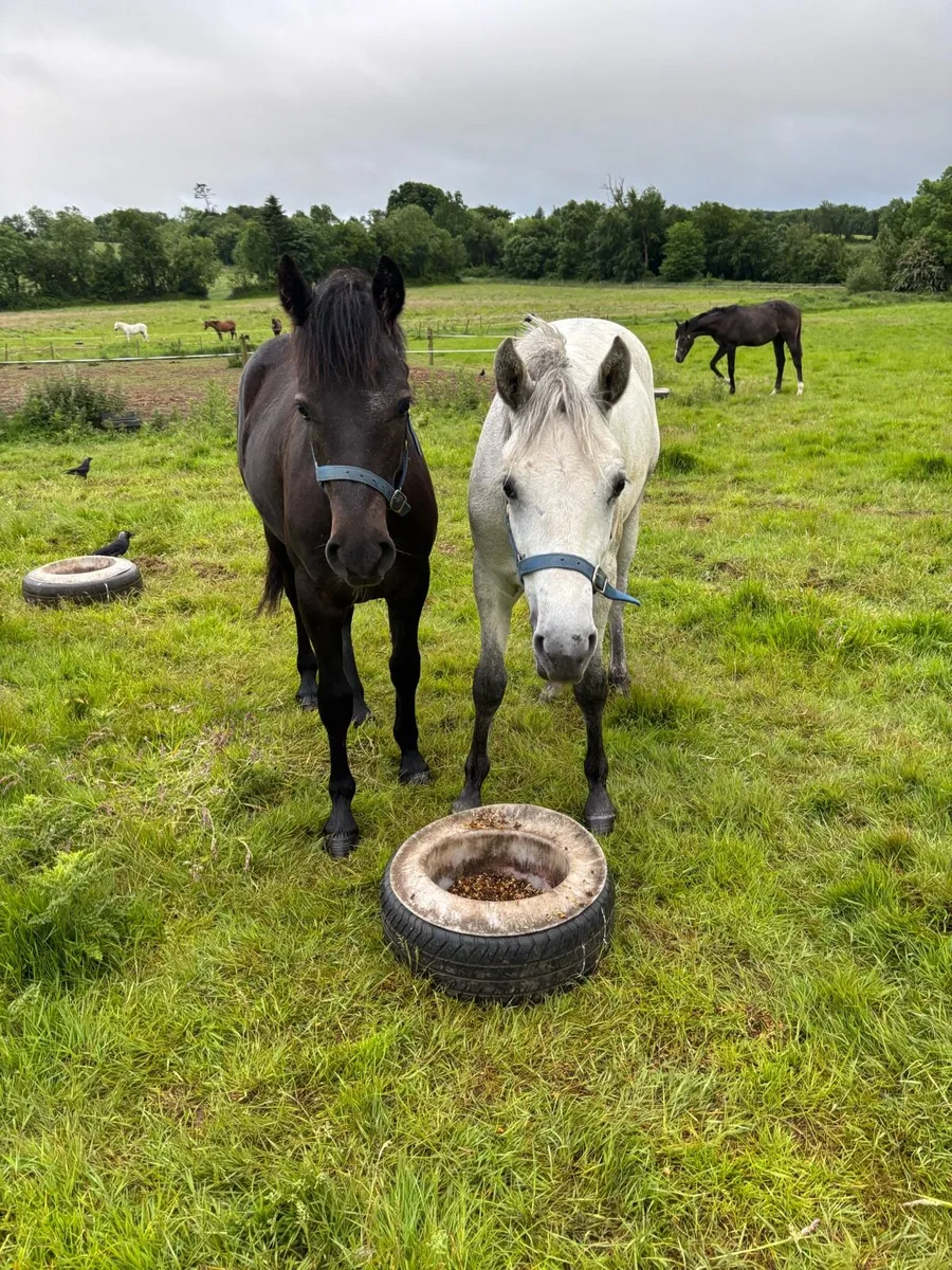 Connemara yearlings - Image 1