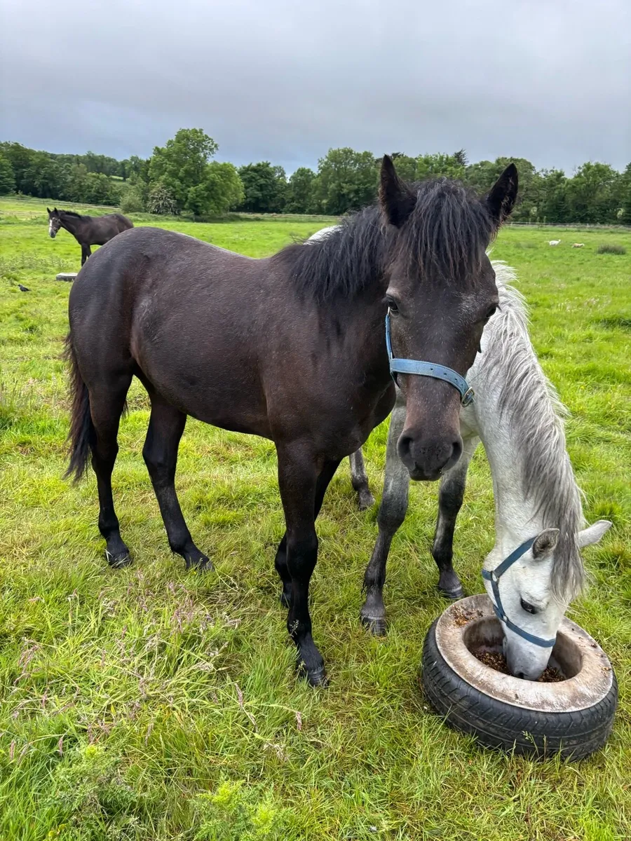 Connemara yearling - Image 3