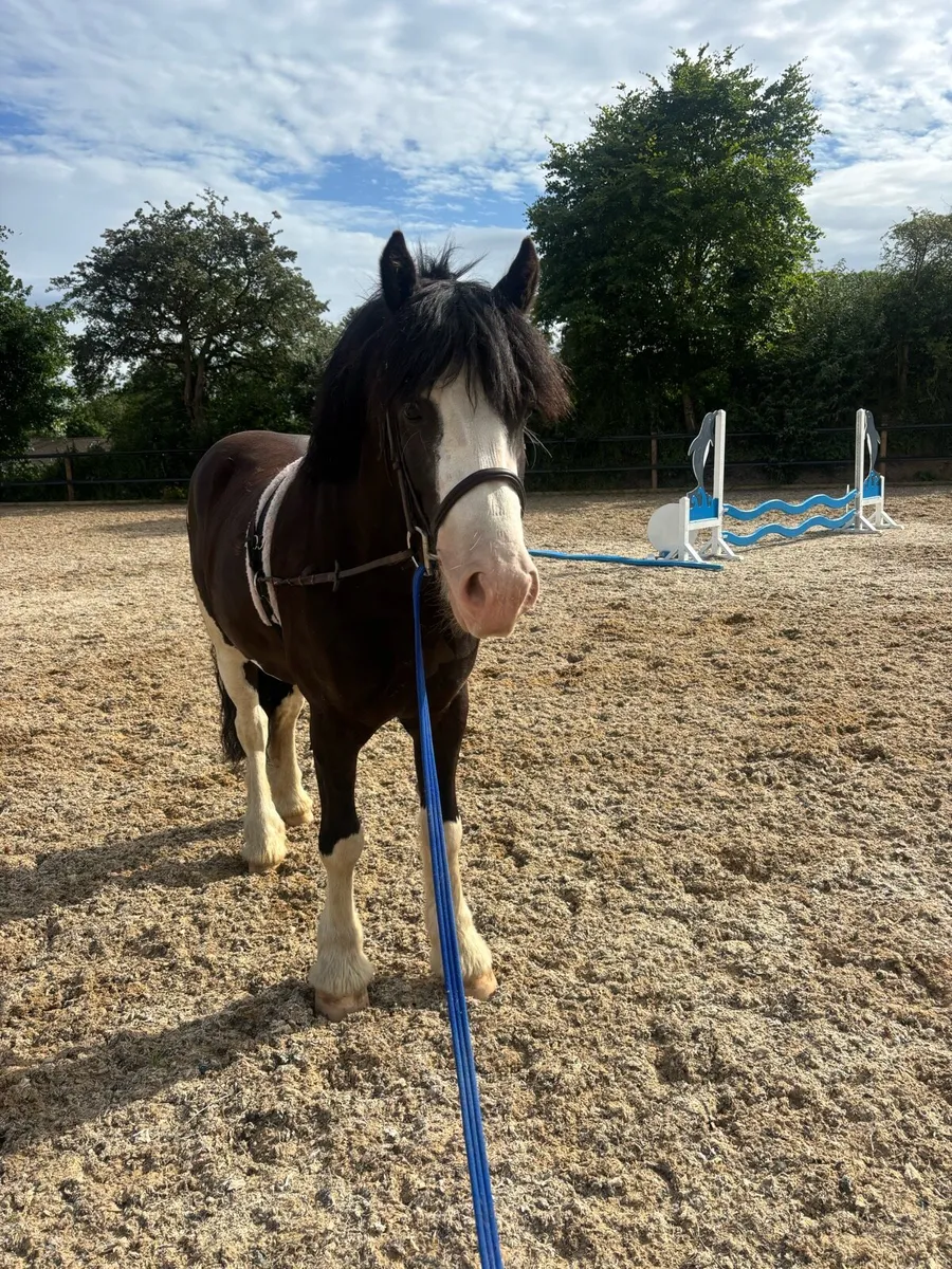 Ideal first pony 🌟 - Image 3
