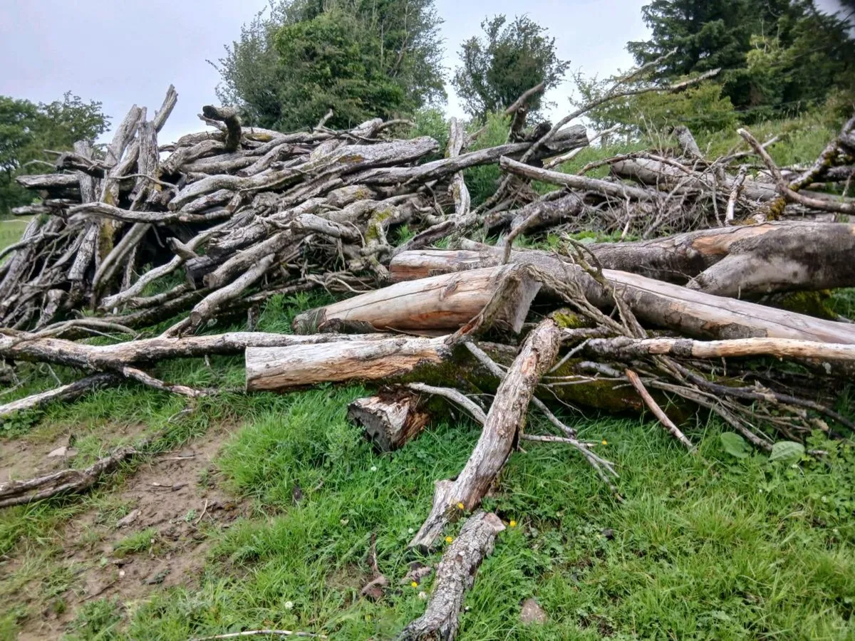 Firewood - Image 1