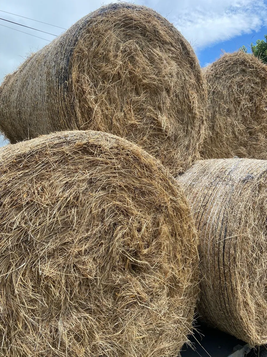 Hay Round Bales - Image 2