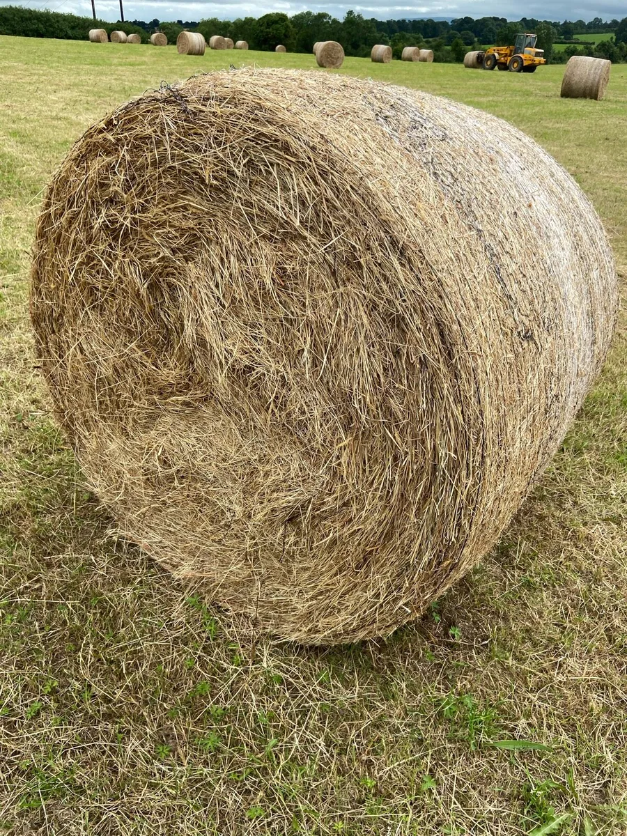 Hay Round Bales - Image 3