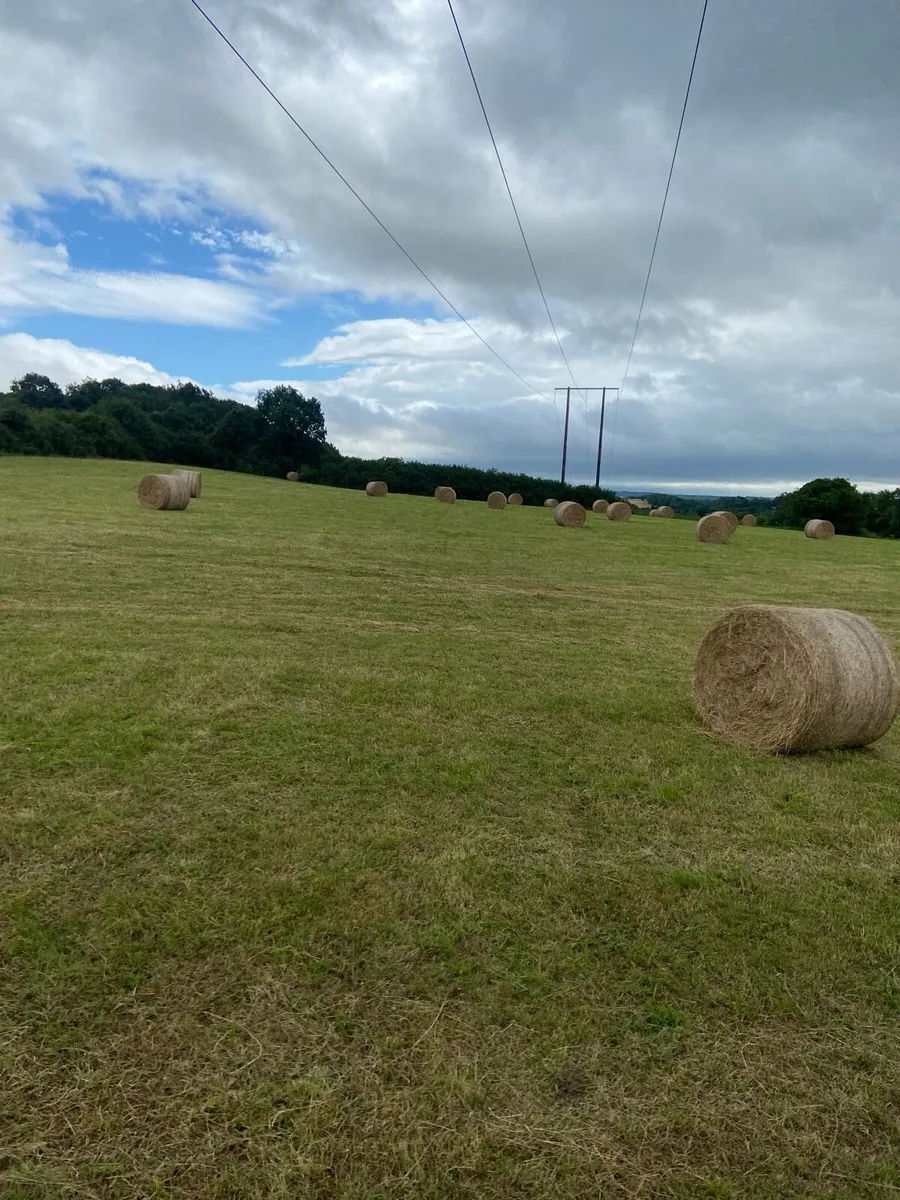 Hay Round Bales - Image 4