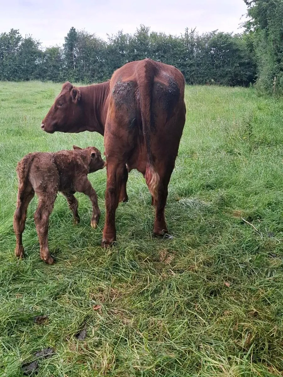 Super first calver just after calving - Image 2