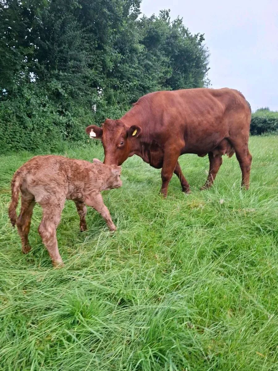 Super first calver just after calving - Image 1