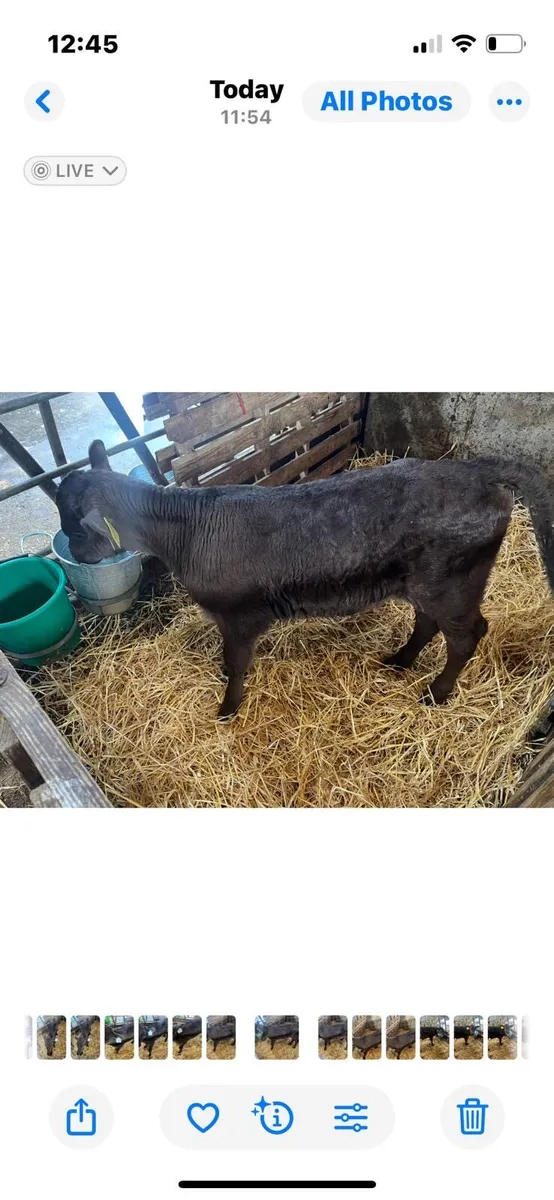 Limousin Bull Calf - Image 1
