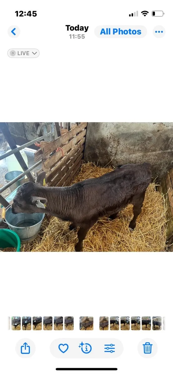 Limousin Bull Calf - Image 2