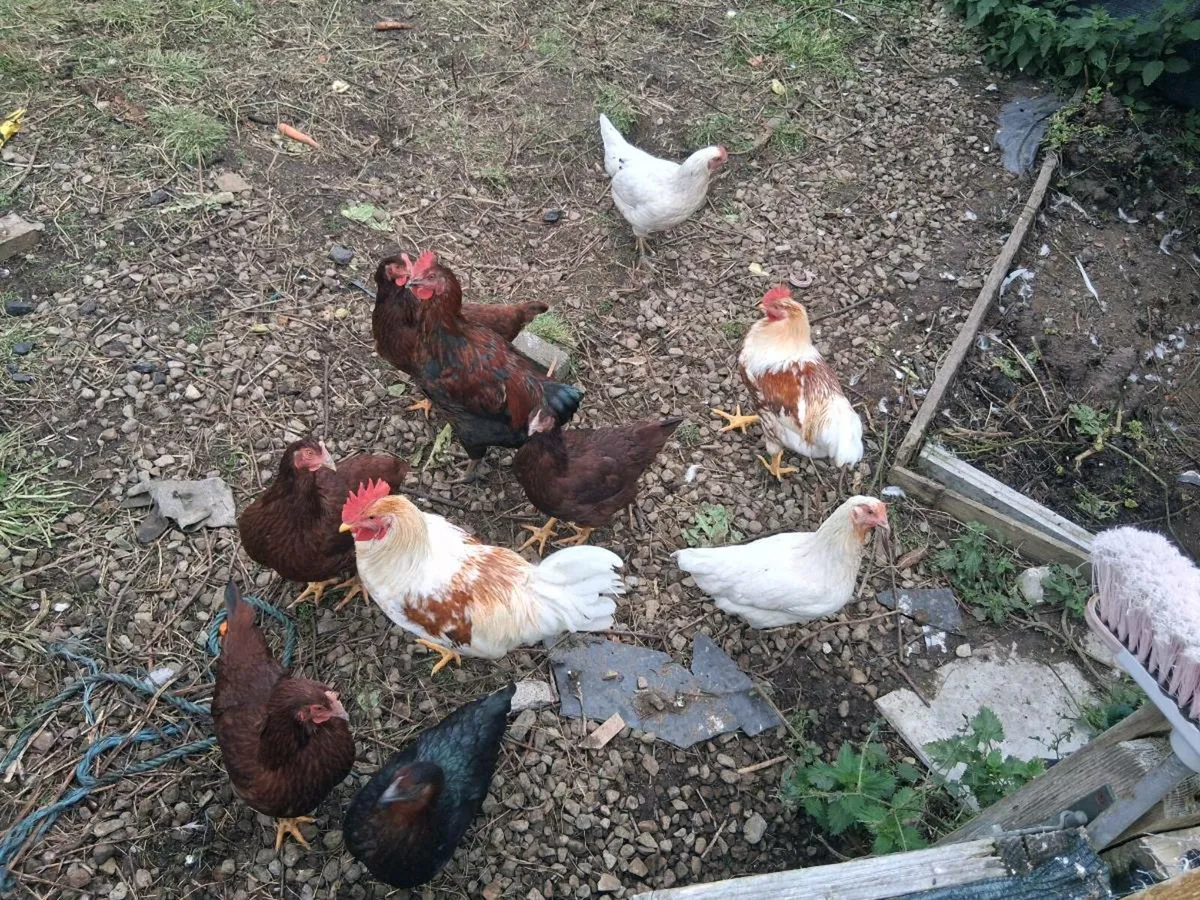 2 x Roosters for €20 - Image 1