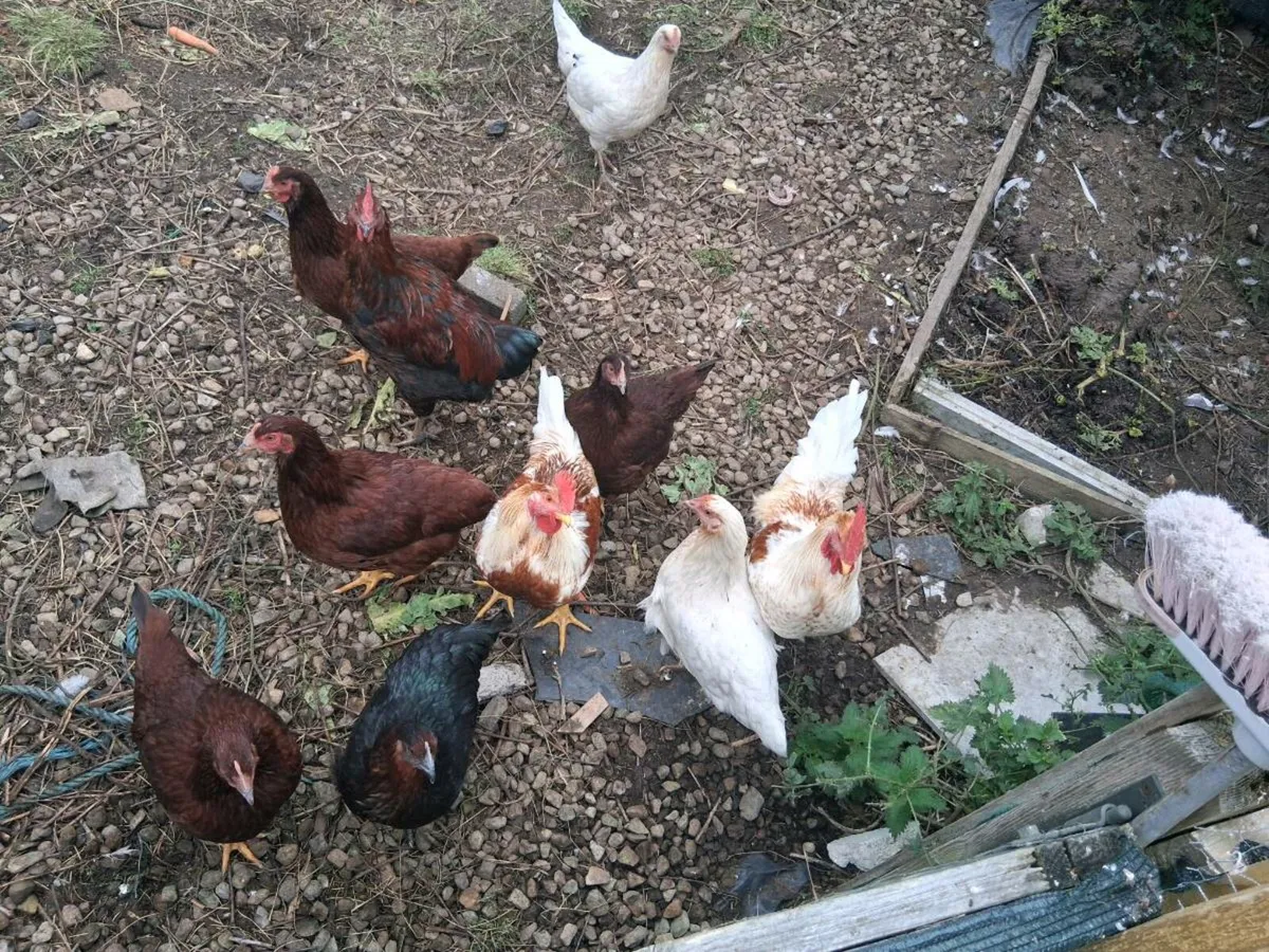 2 x Roosters for €20 - Image 2
