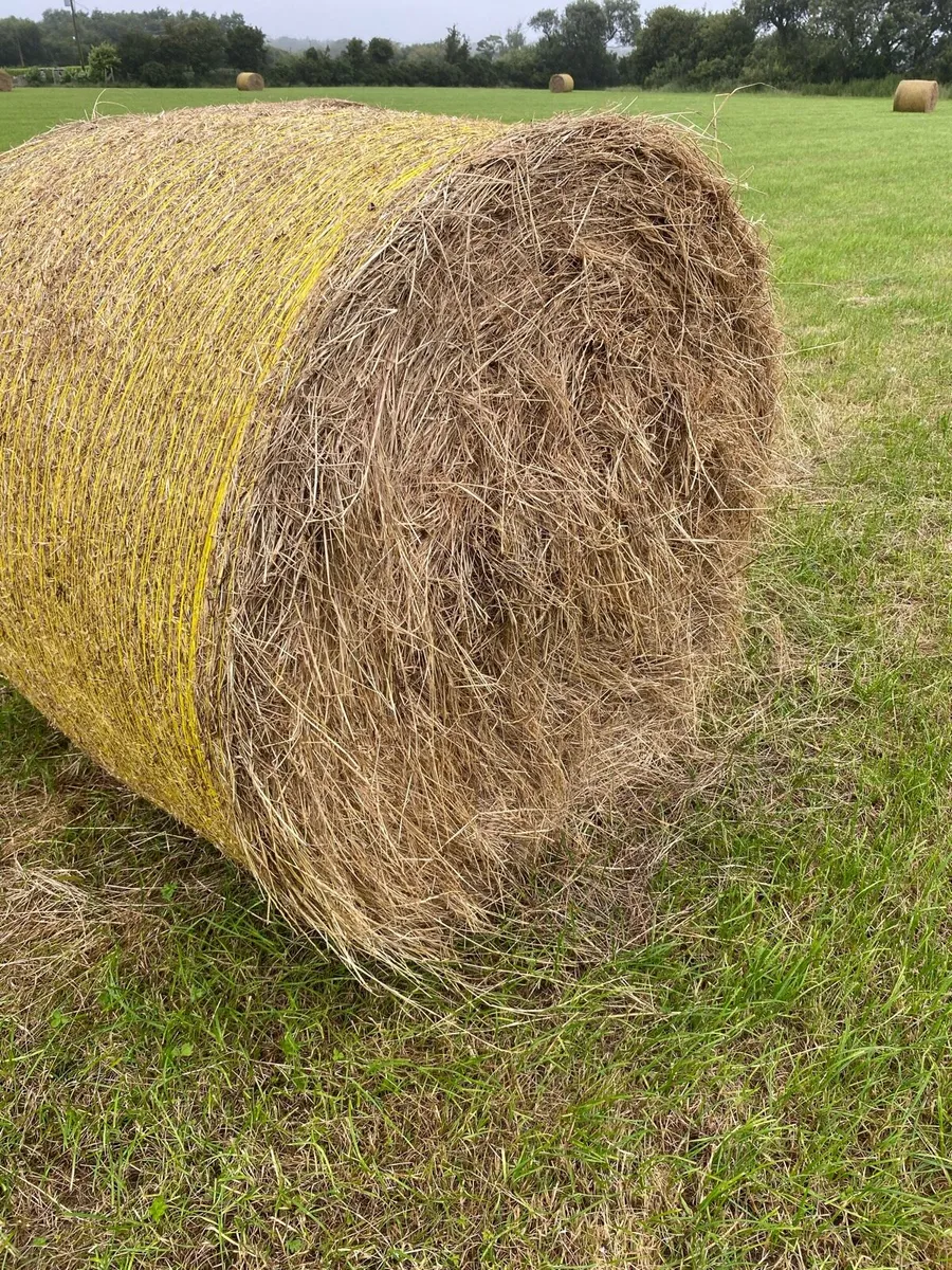 Hay - Image 1