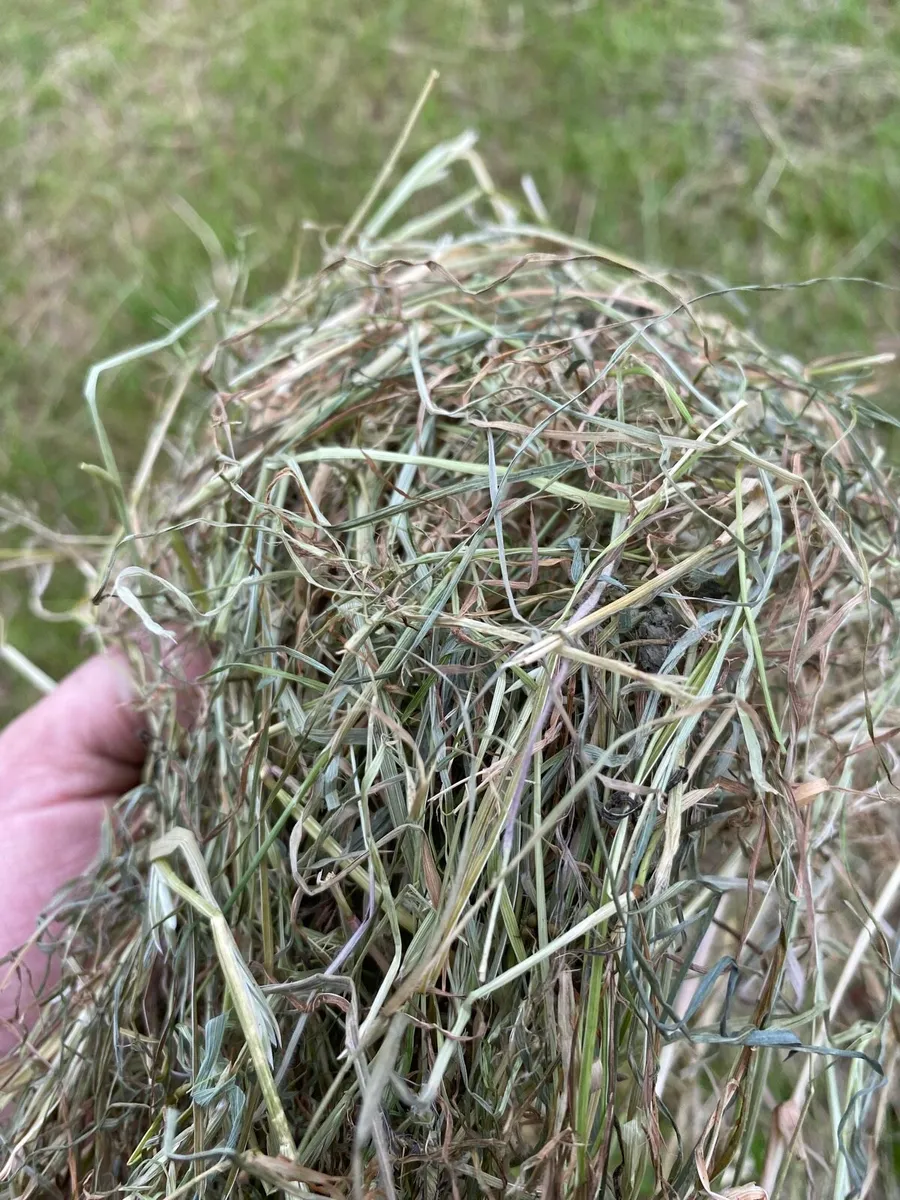 Hay - Image 2