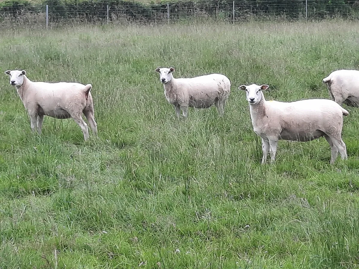 Sheep - Image 1