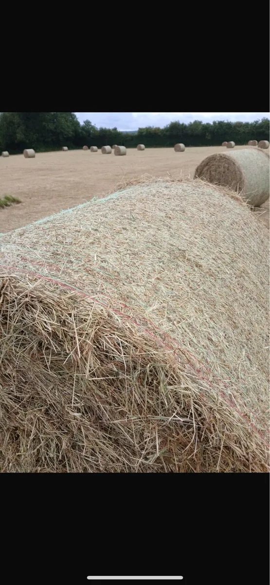 Hay