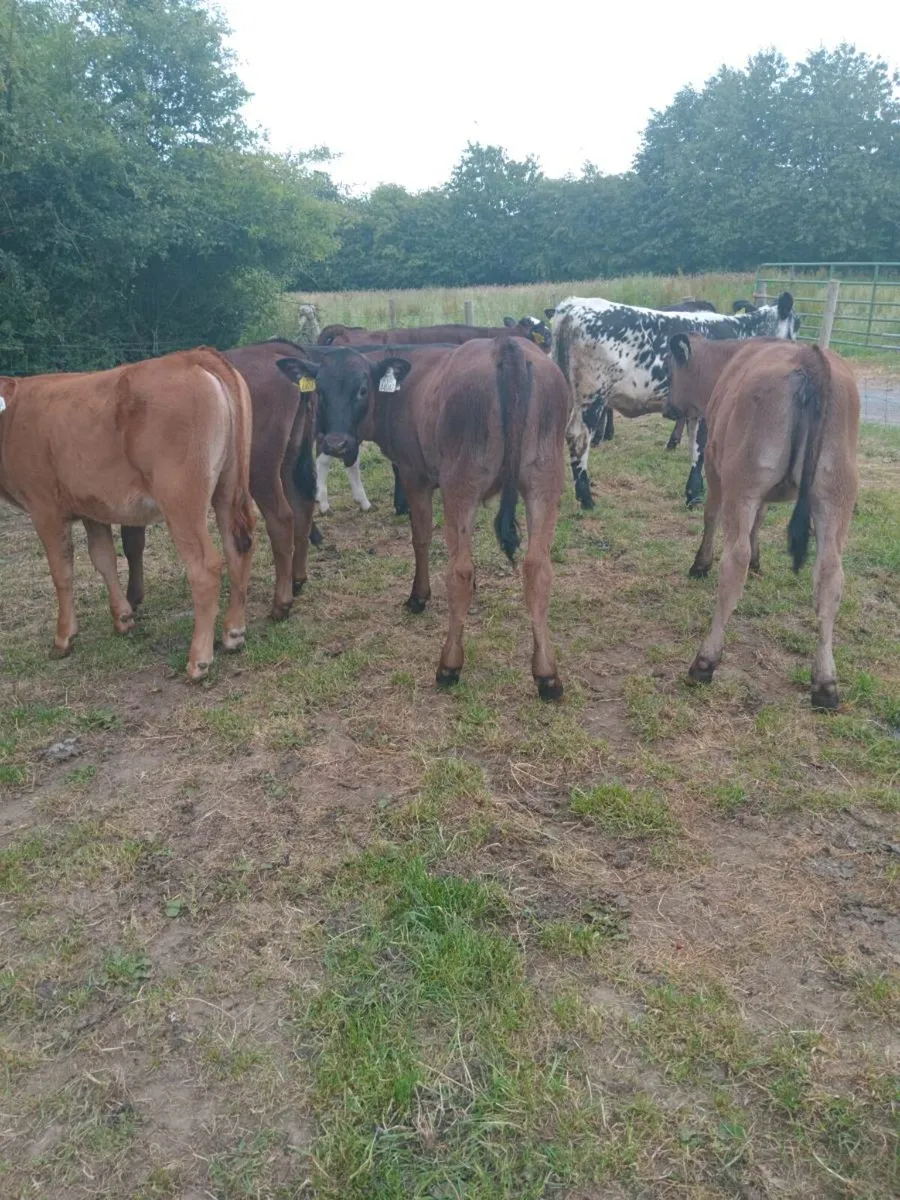 8 super quality continental heifers - Image 1