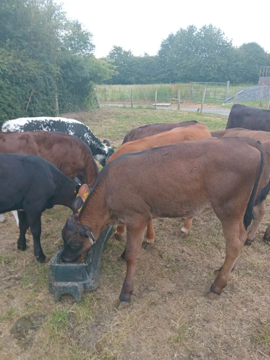 8 super quality continental heifers - Image 2