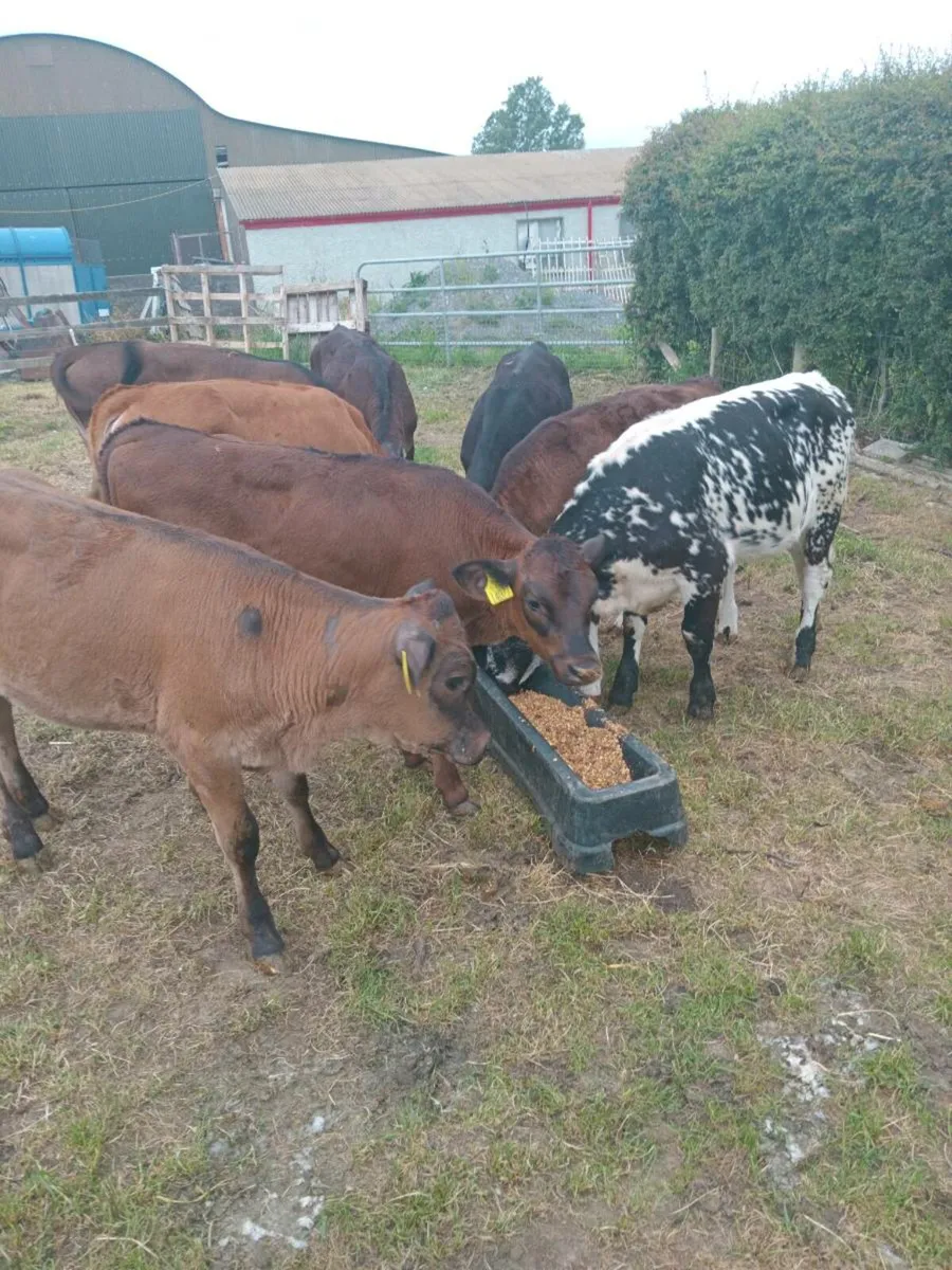 8 super quality continental heifers - Image 3