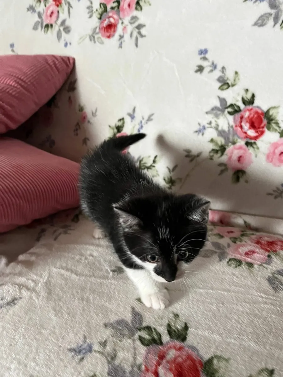 Kitten - Image 2