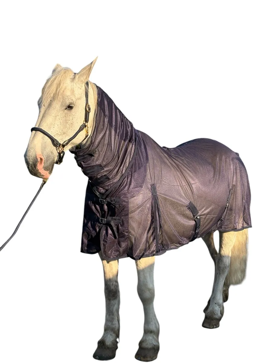 Fly rugs - Image 1