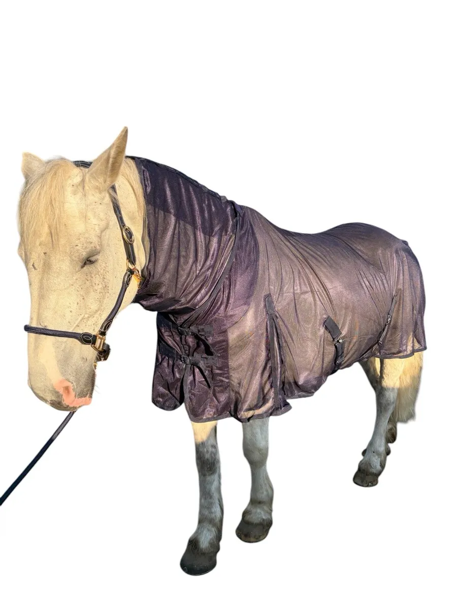 Fly rugs - Image 2