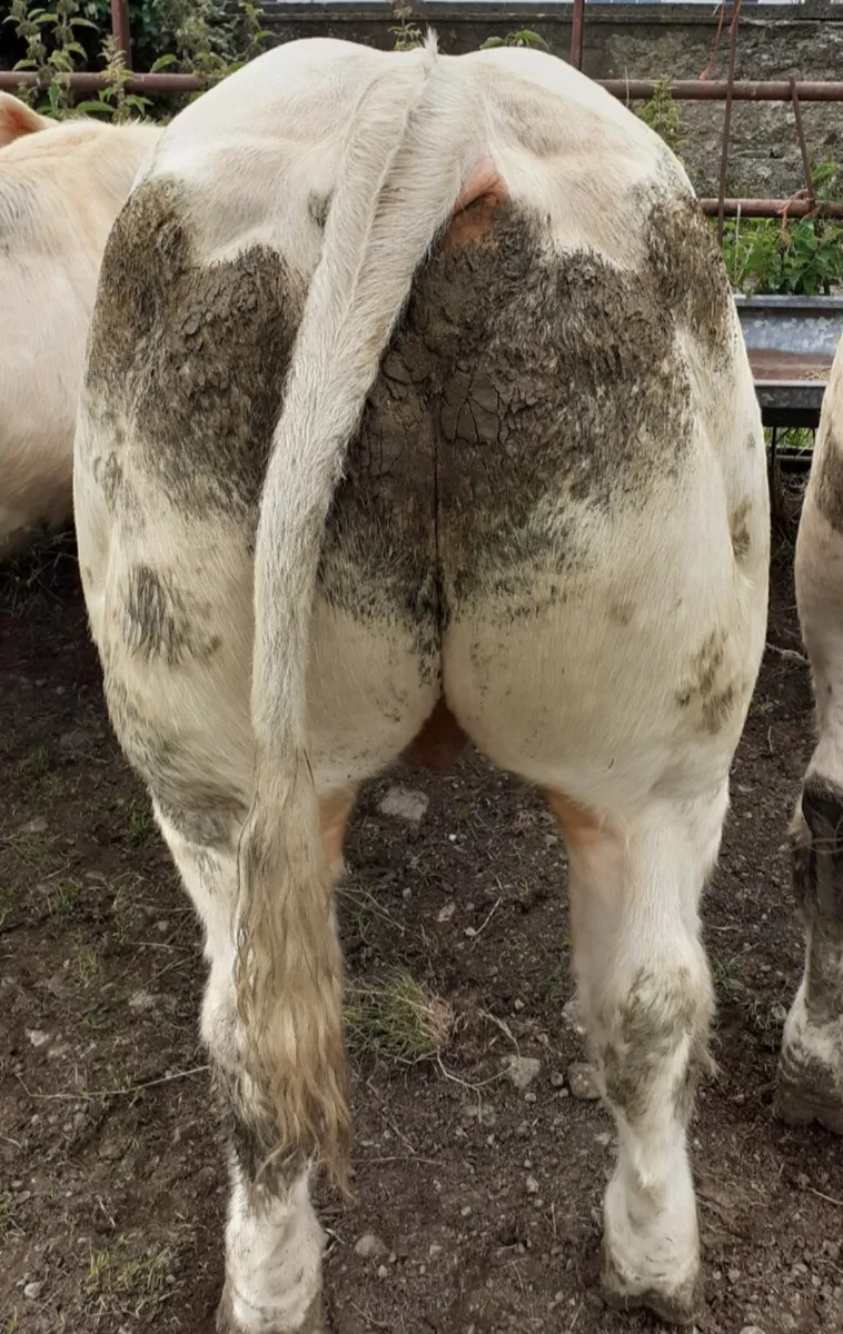 PBR charolais bulls - Image 2
