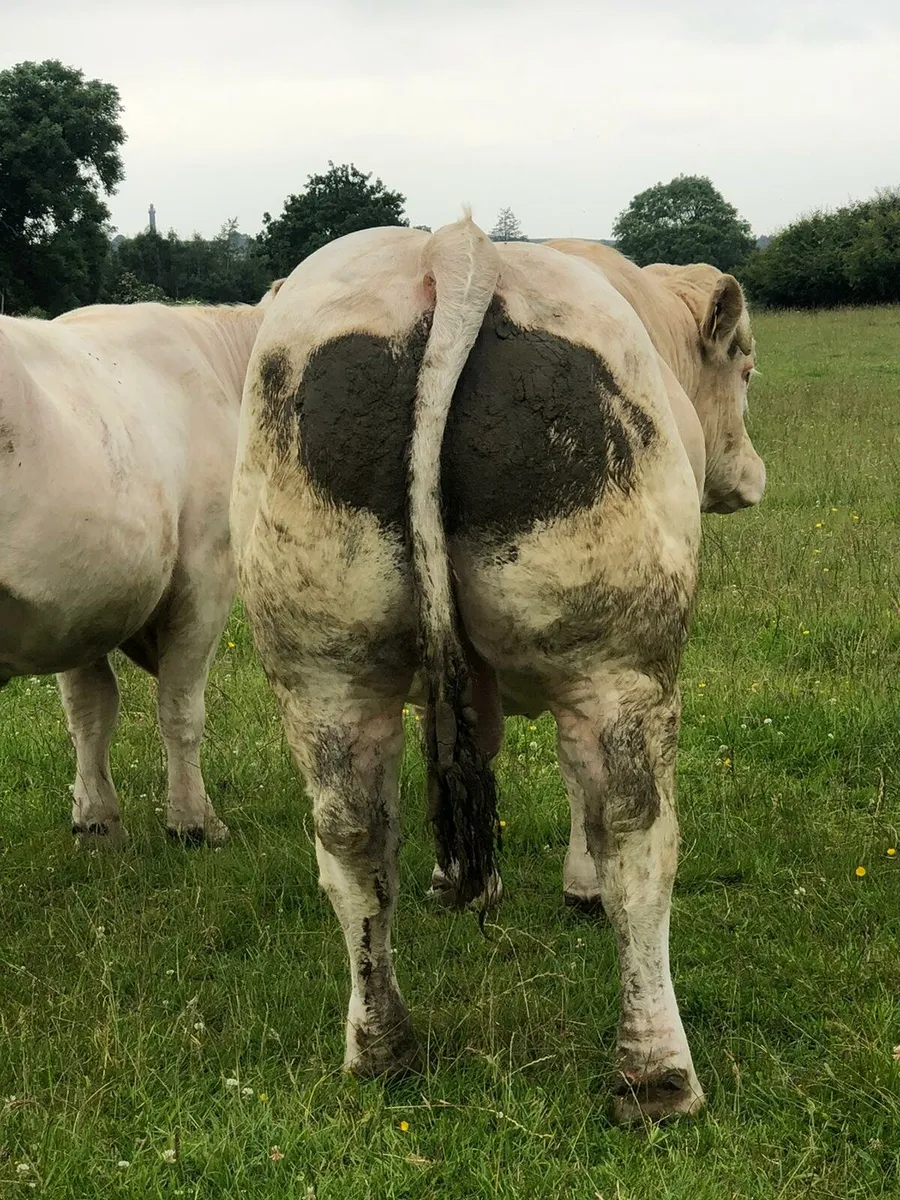 PBR charolais bulls - Image 3