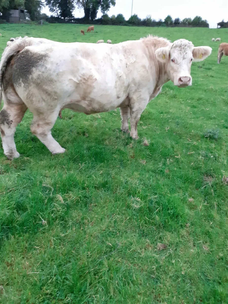 PBR charolais bulls - Image 4