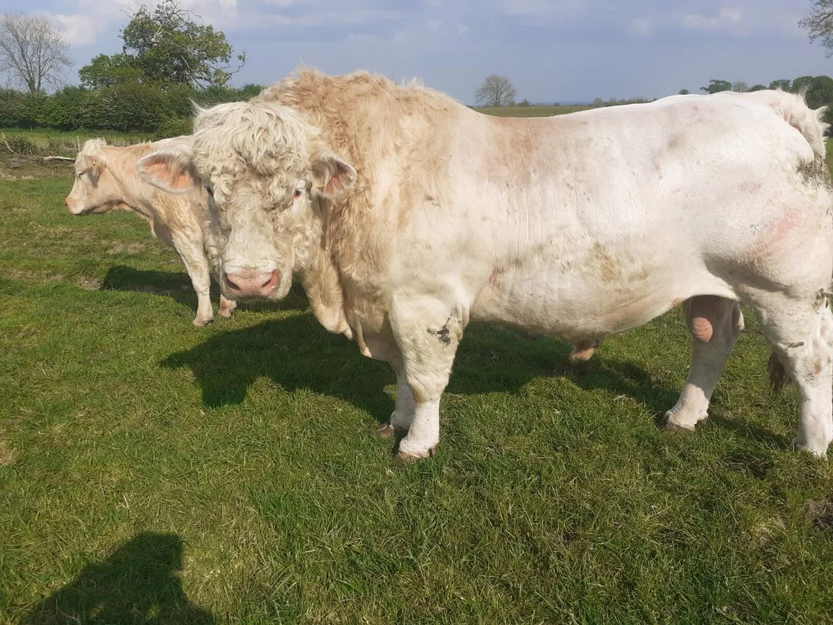 PBR charolais bulls - Image 1