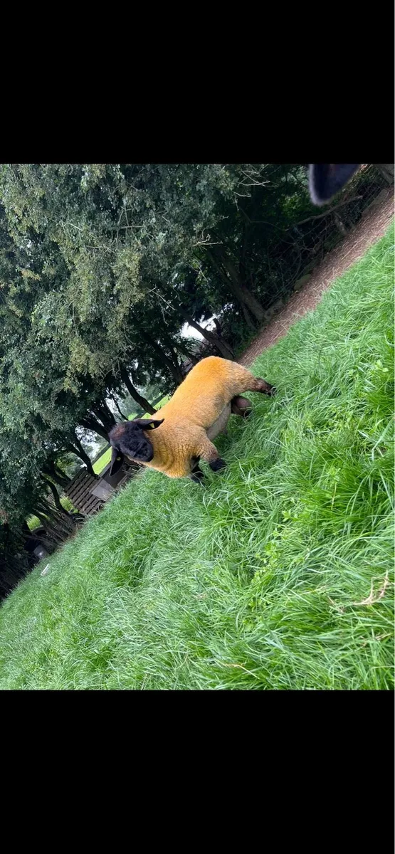 Suffolk ram lambs - Image 1