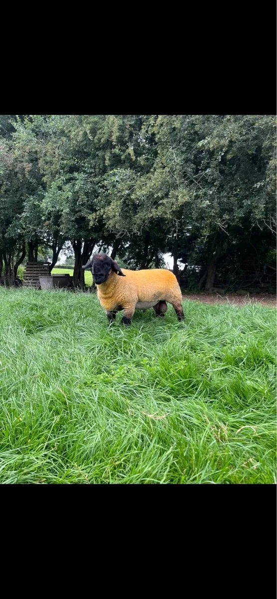 Suffolk ram lambs - Image 2