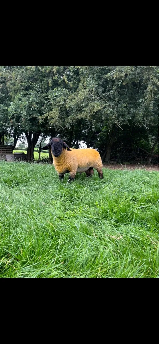 Suffolk ram lambs - Image 3
