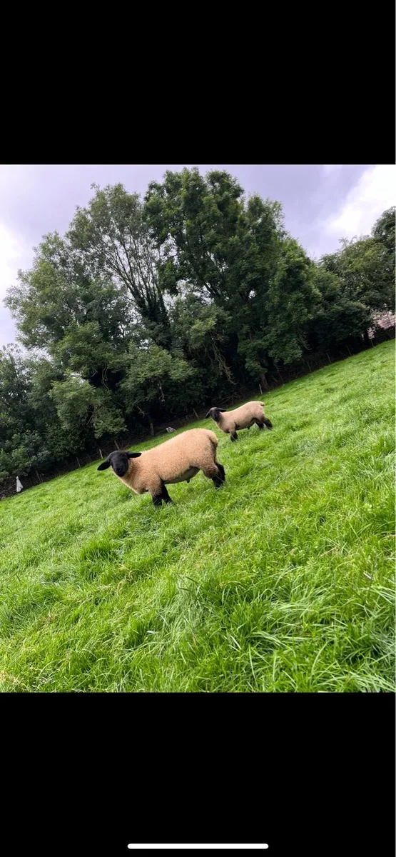 Suffolk ram lambs - Image 4