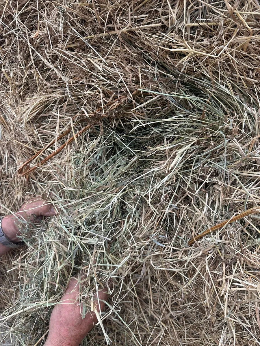 Quality hay round bales - Image 2