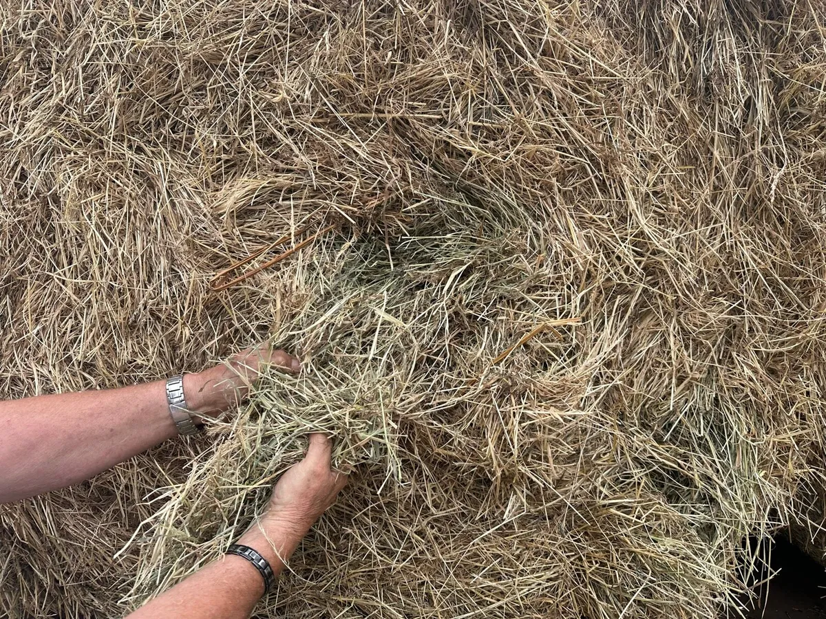 Quality hay round bales - Image 3