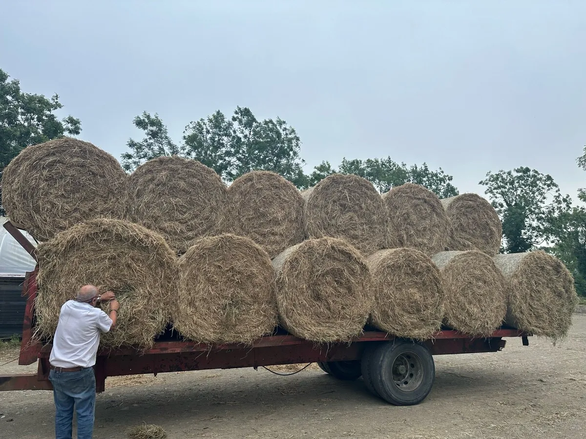 Quality hay round bales - Image 4